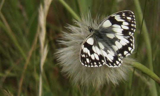 marbled_white_wx@large